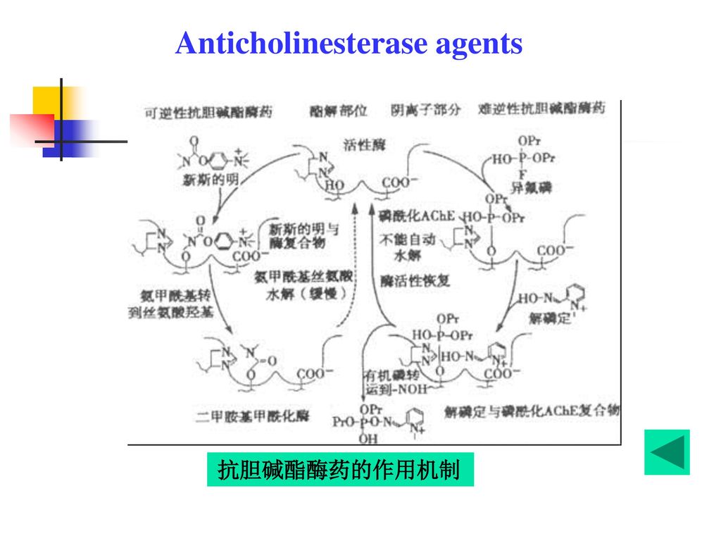 ache ach=ache ach ache复合物 胆碱 乙酰化ca